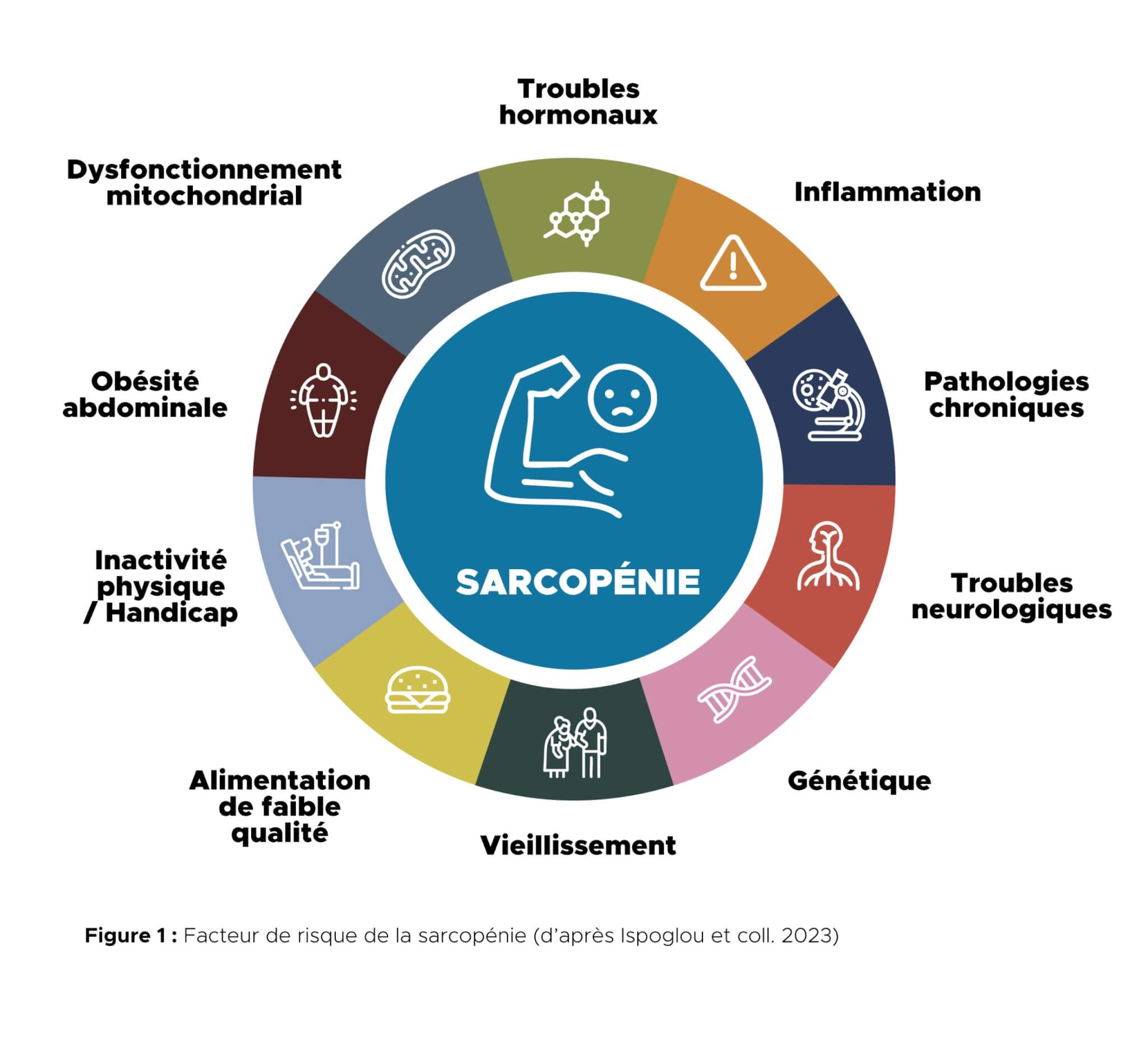 Sarcopénie causes, traitement, facteurs